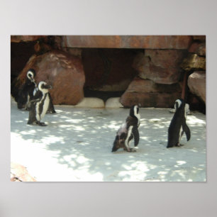 Póster Pinguins