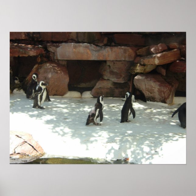 Póster Pinguins (Frente)