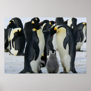 Póster Pinguins