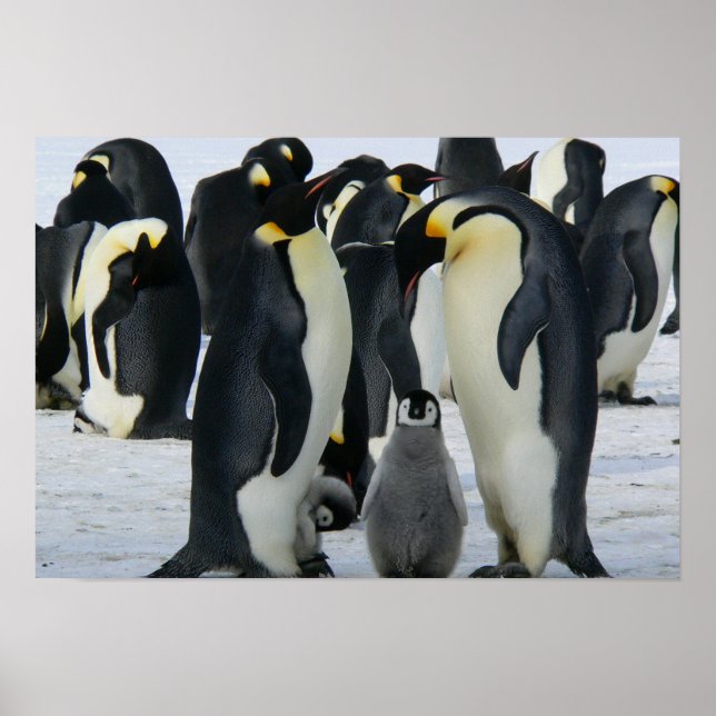 Póster Pinguins (Frente)