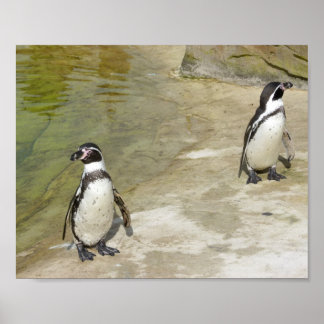 Póster Pinguins