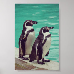 Poster Pinguins