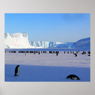 Poster Pinguins