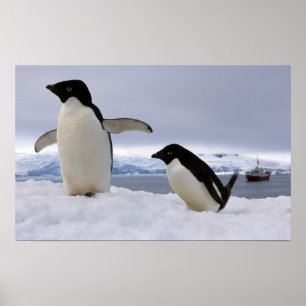 Póster Pinguins a Antártica de Adelie dos pares