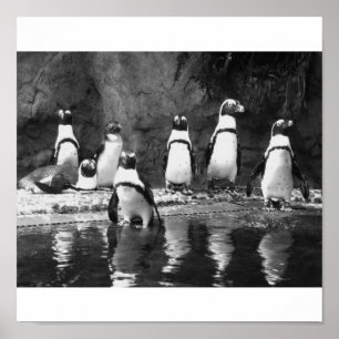 Poster Pinguins abundante