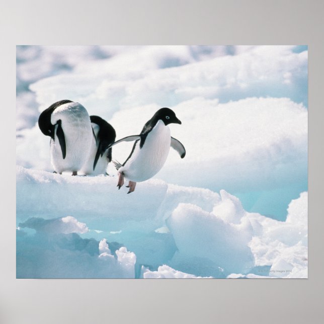 Poster Pinguins adélicos (pygoscelis adeliae) Antártica (Frente)