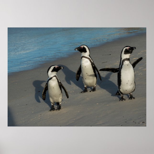 Póster Pinguins africanos | Sfeniscus Demersus (Frente)