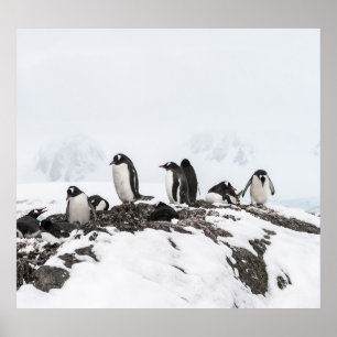 Poster Pinguins, Antártica, Estação Vernadsky.