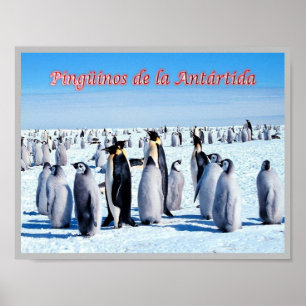 Poster Pinguins da Antártida -