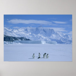Poster Pinguins-de-adélia, Pygoscelis adeliae),