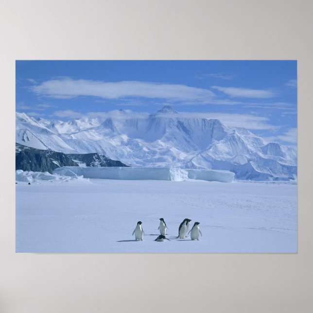 Poster Pinguins-de-adélia, Pygoscelis adeliae), (Frente)
