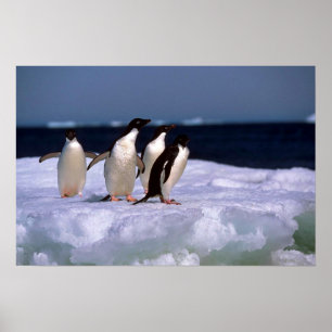 Póster Pinguins de Adelie