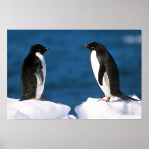 Poster Pinguins de Adelie
