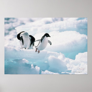 Poster Pinguins de Adelie   a Antártica