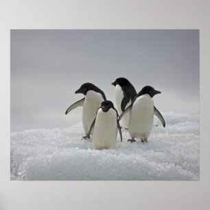 Póster Pinguins de Adelie em fluxos do gelo