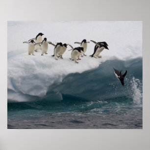 Poster Pinguins de Adelie que mergulham no mar Paulette