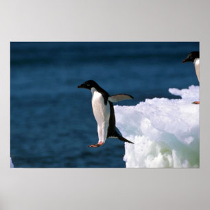 Poster Pinguins de Adelie que pulam de um iceberg