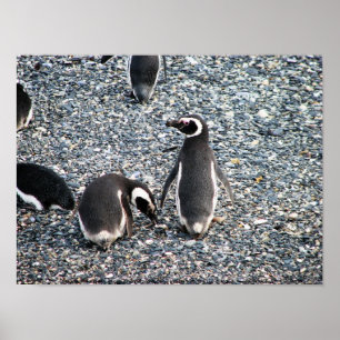 Póster Pinguins de Magellanic, canal do lebreiro,