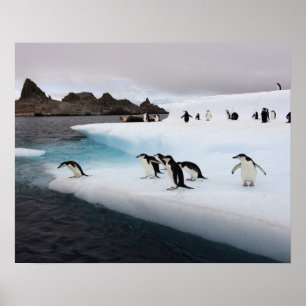 Póster pinguins do chinstrap, Pygoscelis a Antártica, 2
