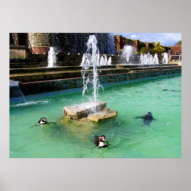 Poster Pinguins e fontes Humboldt (Frente)
