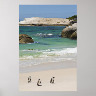 Poster Pinguins na Praia de Boulders, Simons Town, Sul 2
