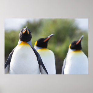 Póster Pinguins-rei