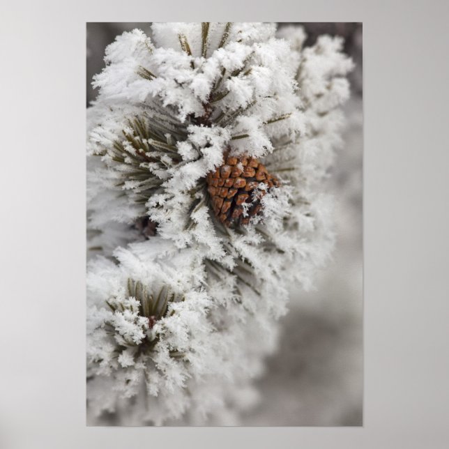 Póster Pinhas de Pinheiro Lodgepole no inverno em Yellows (Frente)