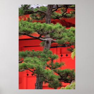 Poster Pinheiro Bonsai