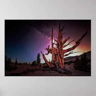 Poster Pinheiro Bristlecone antigo e Via Látea