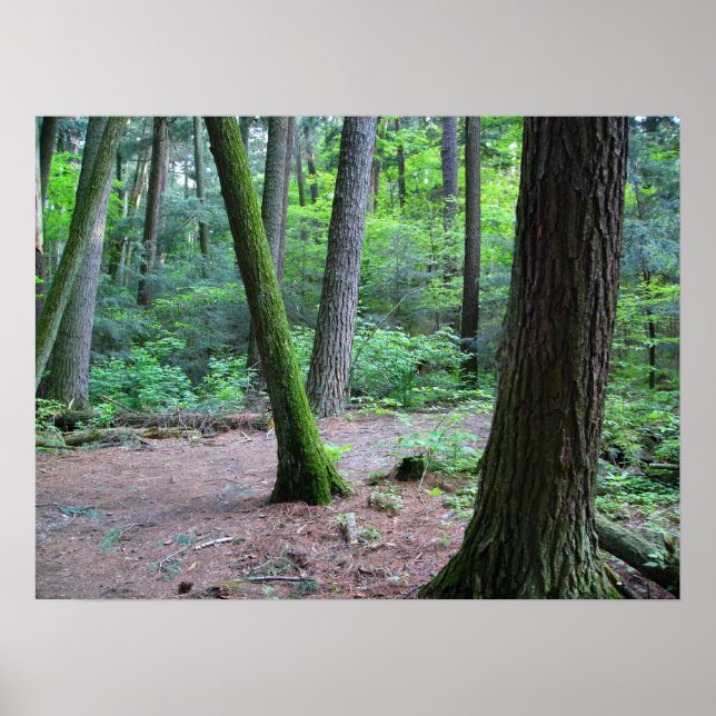 Póster pinheiros catedral (Frente)