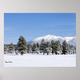 Póster Pinheiros cobertas por neve e Arizona de picos de
