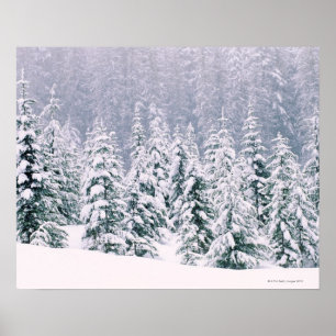 Póster Pinheiros cobertos de neve