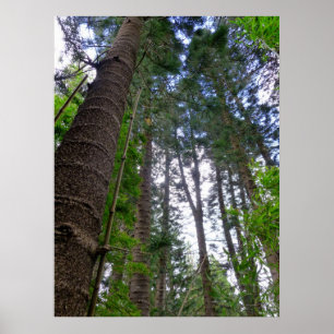 Póster Pinheiros da Ilha Norfolk