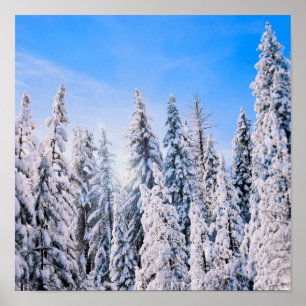 Poster Pinheiros de inverno na neve