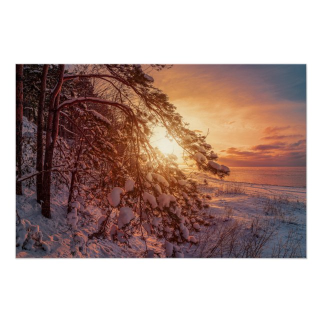 Póster Pinheiros e pinheiros com neve (Frente)