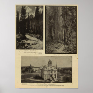 Poster Pinhos gigantes plaza da floresta de Oregon,