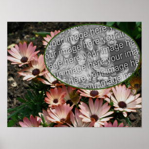 Poster Pink African Daisy Frame Crie sua própria foto