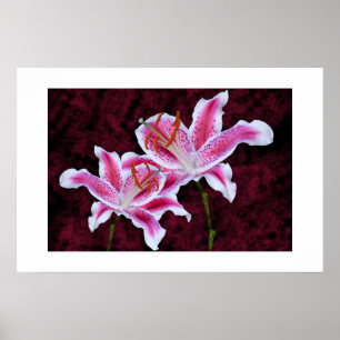 Poster Pink and White Stargazer Lily Close Up Photograph