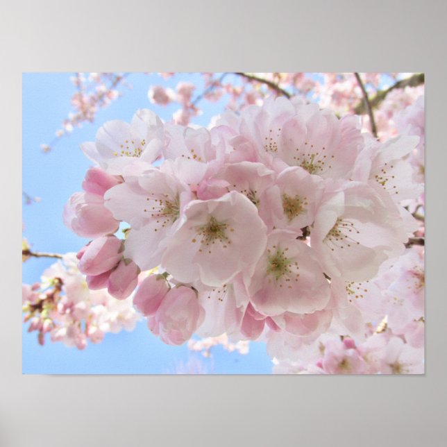 Poster Pink Blossoms Blue Sky. (Frente)
