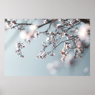 POSTER PINK CHERRY BLOSSOM EM FECHAR FOTOGRAFIA