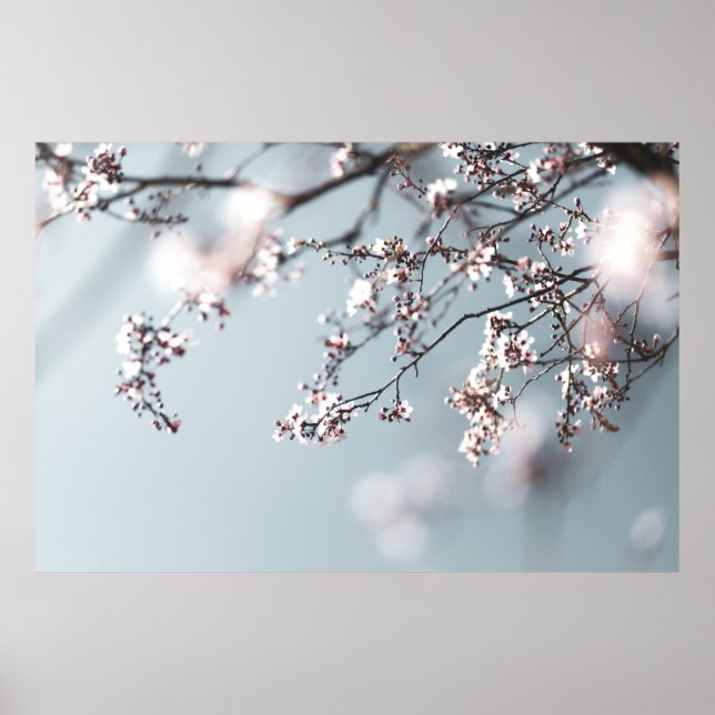 POSTER PINK CHERRY BLOSSOM EM FECHAR FOTOGRAFIA (Frente)