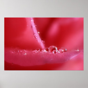 Poster Pink Cherry rose