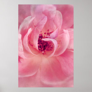 Poster Pink Cloud Garden Rose Bokeh Background Template