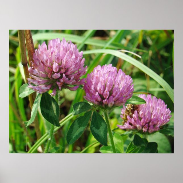 Poster Pink Clover Wildflower - Trifolium pratense (Frente)