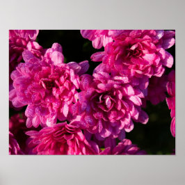 Poster Pink Fall Mums
