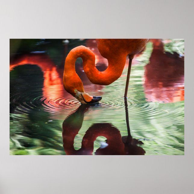 POSTER PINK FLAMINGO (Frente)