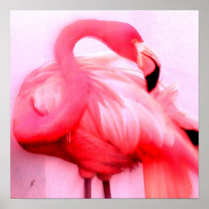 Póster Pink Flamingo
