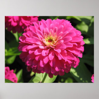POSTER PINK FLOWER