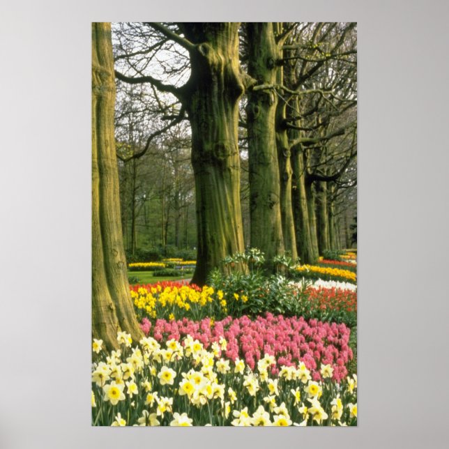 Poster Pink Keukenhof Gardens, flores da Holanda (Frente)