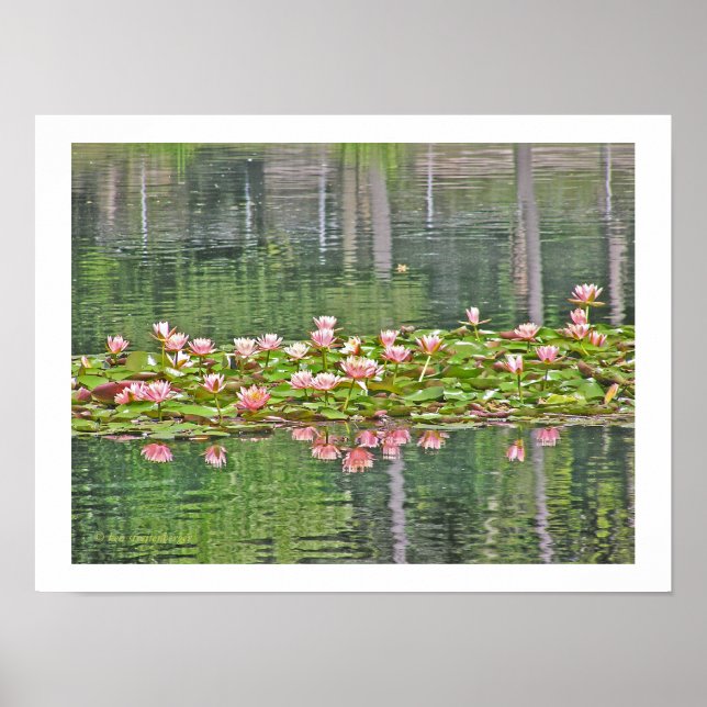 POSTER "PINK LOTUS BLOSSOMS E REFLEXÕES EM POND" (Frente)